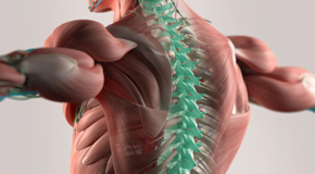 Murfreesboro thoracic spine